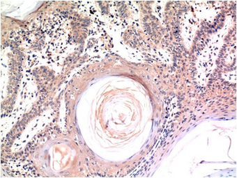 Anti-Caspase 3 antibody [4B8] used in IHC (Paraffin sections) (IHC-P). GTX34165