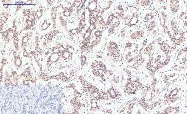 Anti-Caspase 8 antibody [2G12] used in IHC (Paraffin sections) (IHC-P). GTX34167