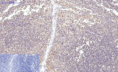 Anti-Caspase 8 antibody [2G12] used in IHC (Paraffin sections) (IHC-P). GTX34167