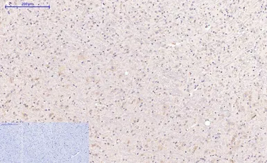 Anti-Caspase 8 antibody [2G12] used in IHC (Paraffin sections) (IHC-P). GTX34167