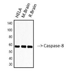 Anti-Caspase 8 antibody [2G12] used in Western Blot (WB). GTX34167