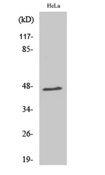 Anti-RNF130 antibody used in Western Blot (WB). GTX34169