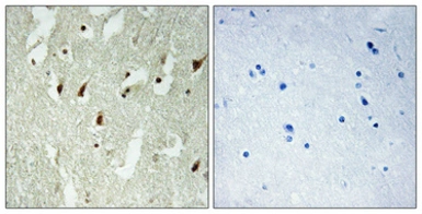 Anti-RPL26L1 antibody used in IHC (Paraffin sections) (IHC-P). GTX34173