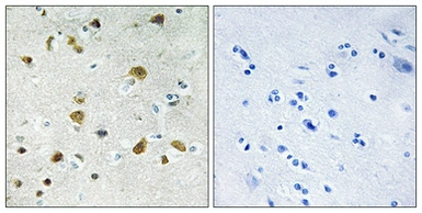 Anti-RPL34 antibody used in IHC (Paraffin sections) (IHC-P). GTX34174