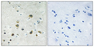 Anti-RPL34 antibody used in IHC (Paraffin sections) (IHC-P). GTX34174