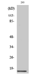 Anti-RPL35 antibody used in Western Blot (WB). GTX34175