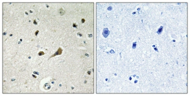 Anti-RPL39 antibody used in IHC (Paraffin sections) (IHC-P). GTX34176