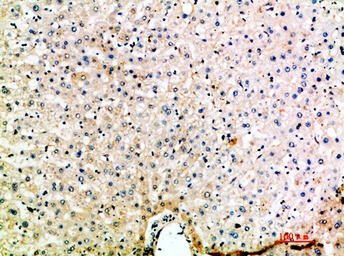 Anti-MIP5 antibody used in IHC (Paraffin sections) (IHC-P). GTX34183
