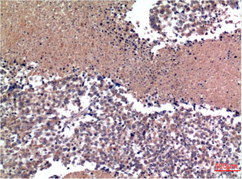 Anti-Cyclin B1 antibody [1A5] used in Western Blot (WB). GTX34187