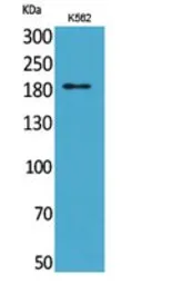 Anti-CD169 antibody used in Western Blot (WB). GTX34198