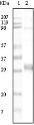 Anti-SLC17A1 antibody [4B4D1] used in Western Blot (WB). GTX34201