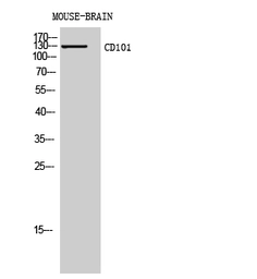 Anti-CD101 antibody used in Western Blot (WB). GTX34203