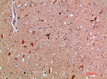 Anti-CD300e antibody used in IHC (Paraffin sections) (IHC-P). GTX34214