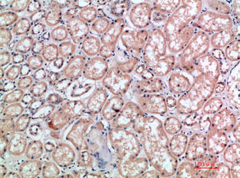 Anti-CD300e antibody used in IHC (Paraffin sections) (IHC-P). GTX34214