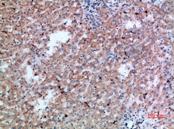 Anti-CD300LB antibody used in IHC (Paraffin sections) (IHC-P). GTX34215