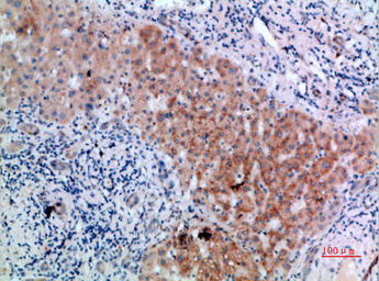 Anti-CD300LB antibody used in IHC (Paraffin sections) (IHC-P). GTX34215