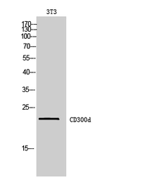 Anti-CD300LD antibody used in Western Blot (WB). GTX34216
