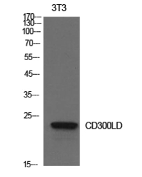 Anti-CD300LD antibody used in Western Blot (WB). GTX34216