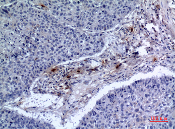 Anti-CD300f antibody used in IHC (Paraffin sections) (IHC-P). GTX34218