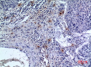 Anti-CD300f antibody used in IHC (Paraffin sections) (IHC-P). GTX34218