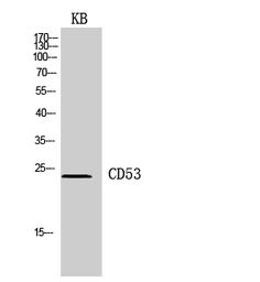 Anti-CD53 antibody used in Western Blot (WB). GTX34220