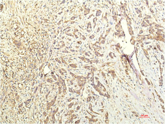 Anti-STAT1 antibody [8H11] used in IHC (Paraffin sections) (IHC-P). GTX34231