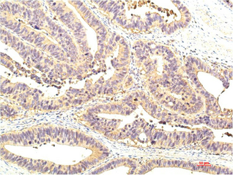 Anti-STAT1 antibody [8H11] used in IHC (Paraffin sections) (IHC-P). GTX34231