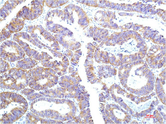Anti-STAT1 antibody [12E8] used in IHC (Paraffin sections) (IHC-P). GTX34232