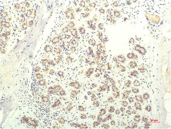 Anti-STAT1 antibody [5H7] used in IHC (Paraffin sections) (IHC-P). GTX34233