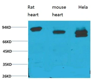 Anti-STAT3 antibody [3F4] used in Western Blot (WB). GTX34234