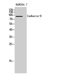 Anti-Cadherin 8 antibody used in Western Blot (WB). GTX34241