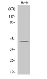 Anti-SPT3 antibody used in Western Blot (WB). GTX34243