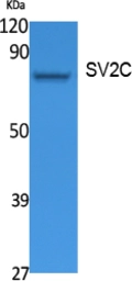 Anti-SV2C antibody used in Western Blot (WB). GTX34244