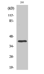 Anti-TBP antibody used in Western Blot (WB). GTX34251