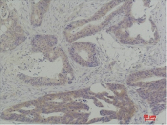 Anti-TBP antibody used in IHC (Paraffin sections) (IHC-P). GTX34252