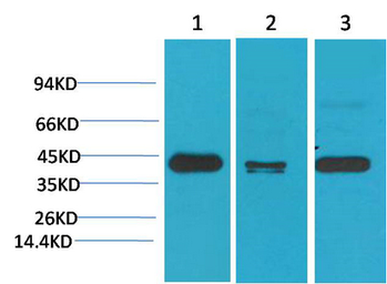 Anti-TBP antibody [4H2] used in Western Blot (WB). GTX34253