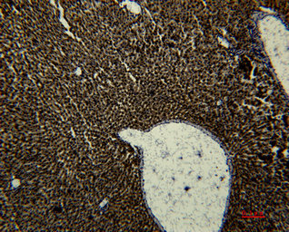 Anti-Transferrin antibody [1B12] used in IHC (Paraffin sections) (IHC-P). GTX34265