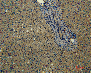 Anti-Transferrin antibody [6D6] used in IHC (Paraffin sections) (IHC-P). GTX34269