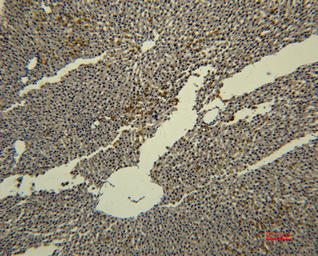 Anti-Transferrin antibody [4B4] used in IHC (Paraffin sections) (IHC-P). GTX34270