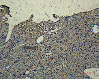Anti-Transferrin antibody [2F2] used in IHC (Paraffin sections) (IHC-P). GTX34271