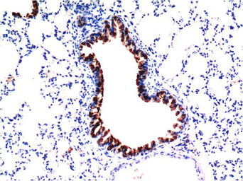 Anti-TGF beta 1 antibody [5D2] used in IHC (Paraffin sections) (IHC-P). GTX34272