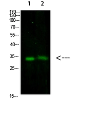 Anti-TNFAIP8L3 antibody used in Western Blot (WB). GTX34276