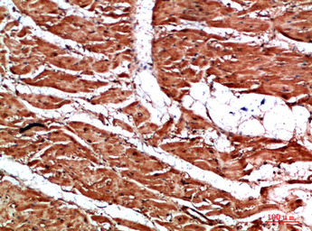 Anti-Titin antibody used in IHC (Paraffin sections) (IHC-P). GTX34284