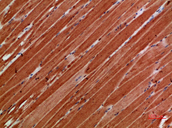 Anti-Titin antibody used in IHC (Paraffin sections) (IHC-P). GTX34284