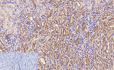Anti-beta Tubulin I antibody [5G3] (HRP) used in IHC (Paraffin sections) (IHC-P). GTX34285