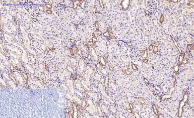 Anti-beta Tubulin I antibody [5G3] (HRP) used in IHC (Paraffin sections) (IHC-P). GTX34285