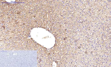 Anti-beta Tubulin I antibody [5G3] (HRP) used in IHC (Paraffin sections) (IHC-P). GTX34285