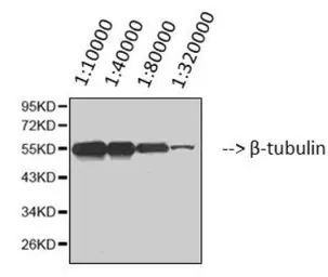 Anti-beta Tubulin I antibody [5G3] (HRP) used in Western Blot (WB). GTX34285