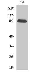 Anti-ADAM32 antibody used in Western Blot (WB). GTX34286