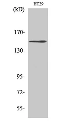 Anti-USP42 antibody used in Western Blot (WB). GTX34289